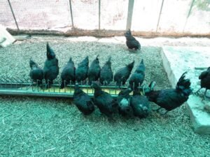 Poultry unit at KVK, Pali