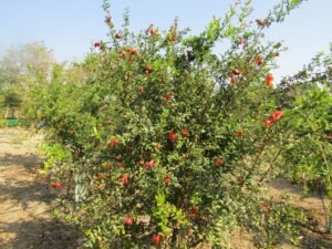 Pomegranate orchard at KVK, Pali